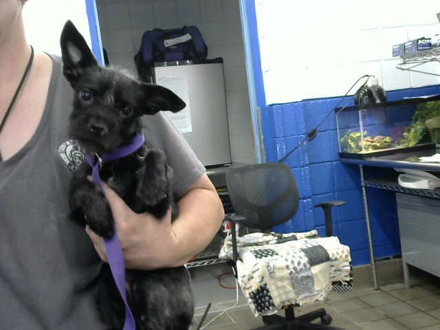 Starz - Rat Terrier