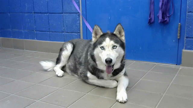 Snow - Siberian Husky