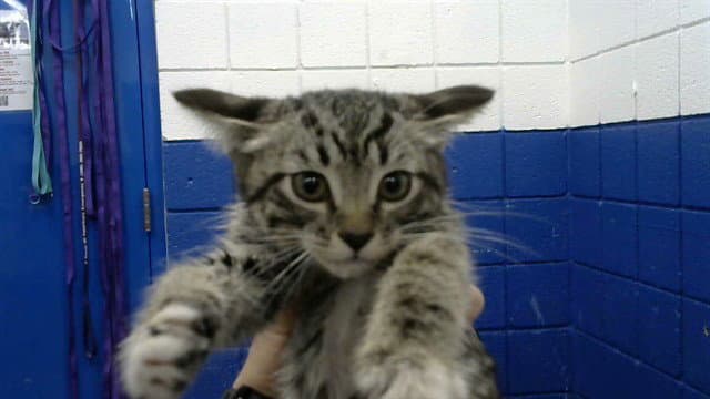 Happy - Domestic Short Hair