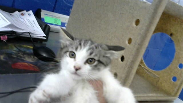 Glad - Domestic Short Hair