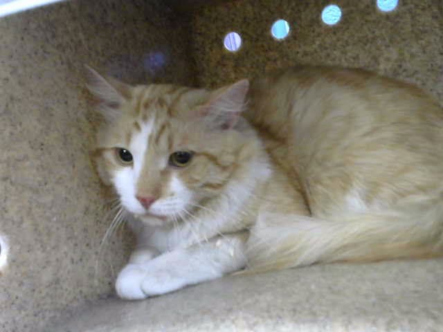 Daniel - Domestic Short Hair