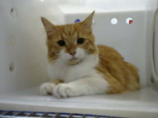 Cher - Domestic Short Hair