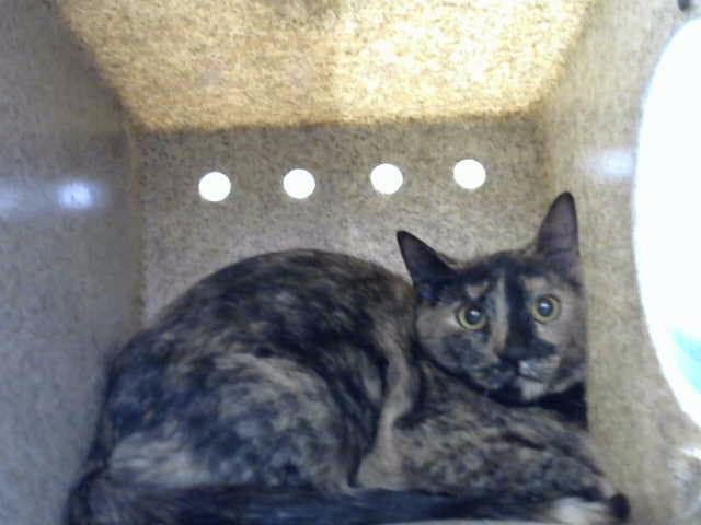 Anna Marie - Domestic Short Hair