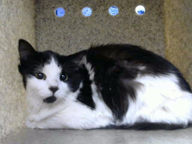 Runner - Domestic Short Hair