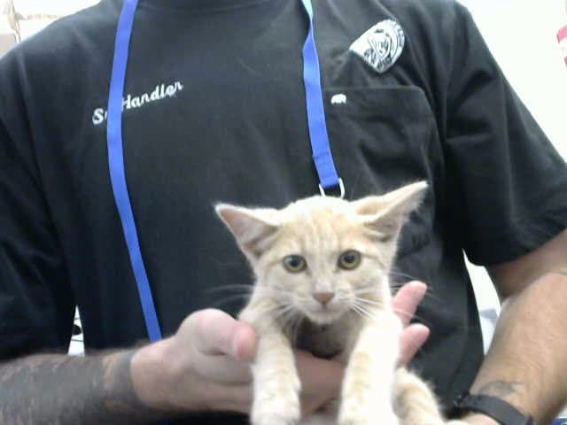 Donna - Domestic Short Hair