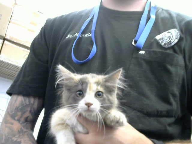 Muriel - Domestic Short Hair