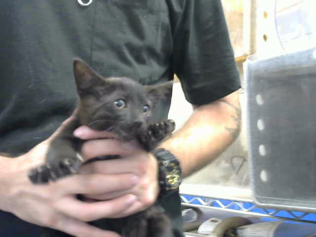 Cleveland - Domestic Short Hair
