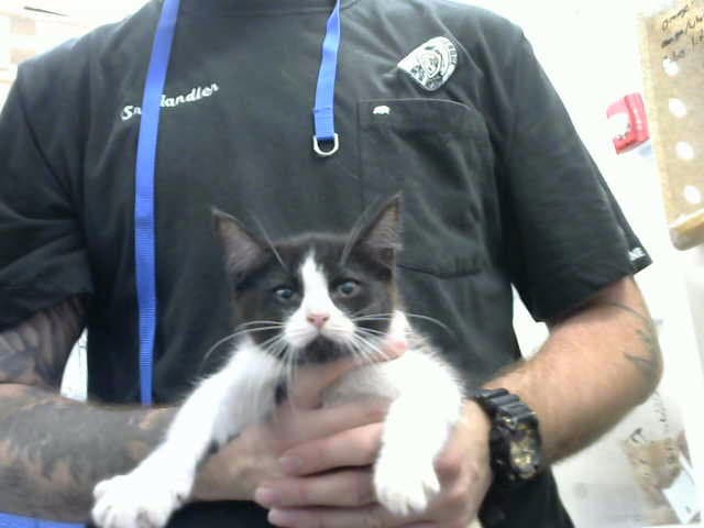 Joe - Domestic Short Hair