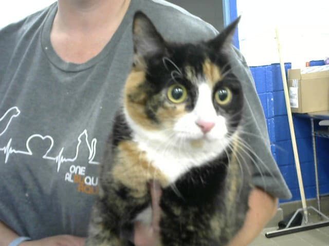Bubbles - Domestic Short Hair