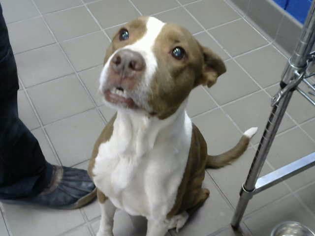 Papa - Pit Bull Terrier