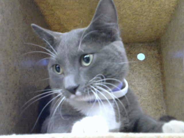 Ozzie - Domestic Short Hair