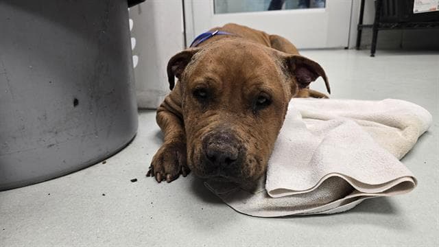 Spock - Pit Bull Terrier