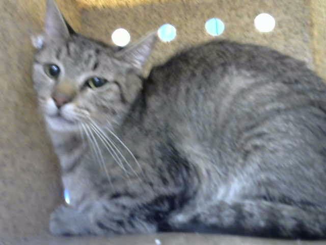 Shell - Domestic Short Hair