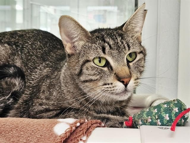Shell - Domestic Short Hair