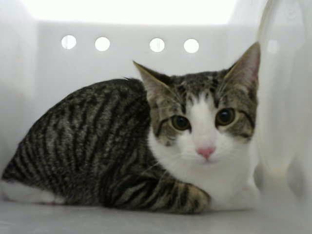 Jinx - Domestic Short Hair
