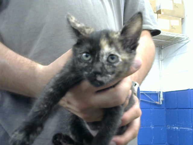 Quadruple - Domestic Short Hair