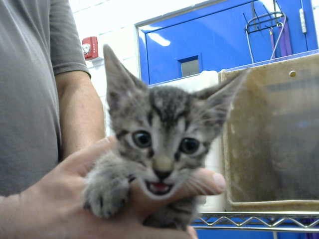 Sextuple - Domestic Short Hair