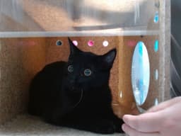 Frieda image 1