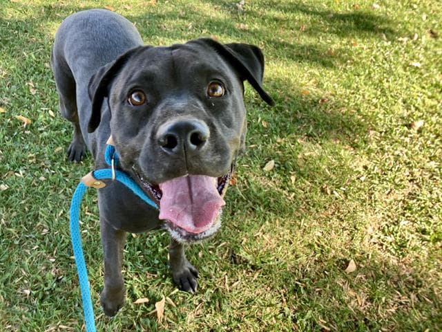 Midnight - American Pit Bull Terrier