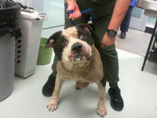 Domino - Pit Bull Terrier