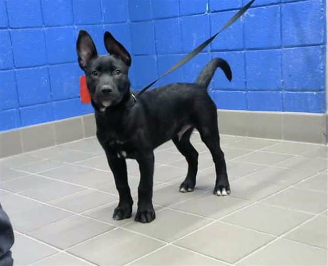 Little Baby - German Shepherd Dog