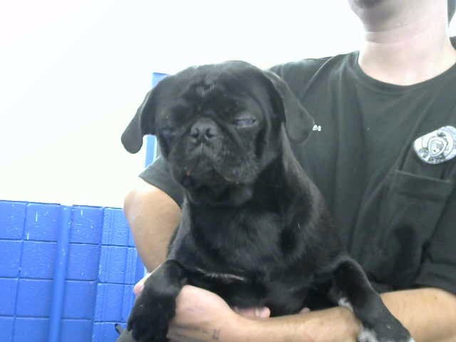 Pugsley - Pug