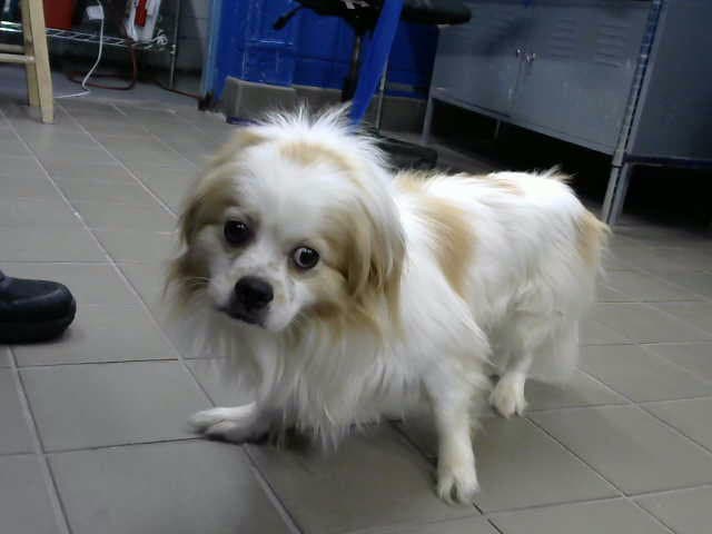 Skais - Chihuahua