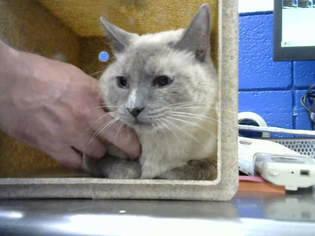 Lucinda - Domestic Short Hair