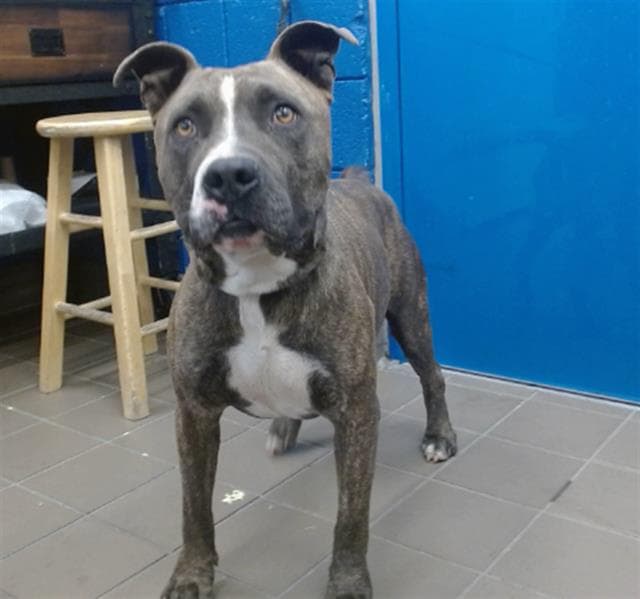 Kong - American Pit Bull Terrier