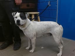 Tayson image 1