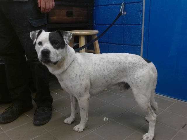 Tayson - American Pit Bull Terrier