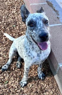 Coco - Queensland Heeler