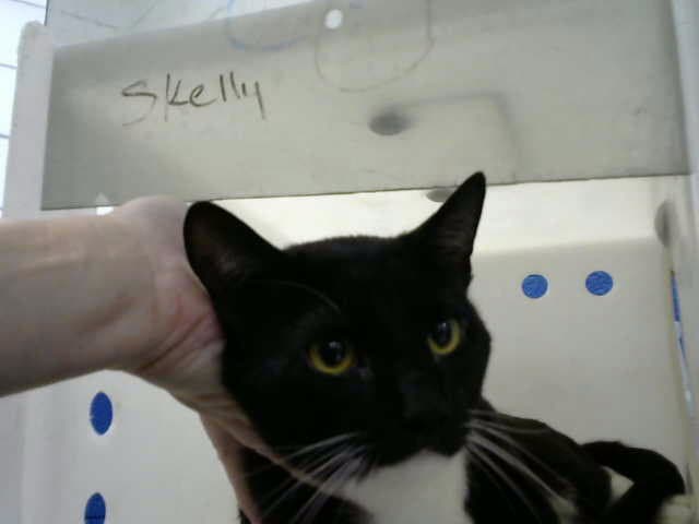 Max - Domestic Short Hair