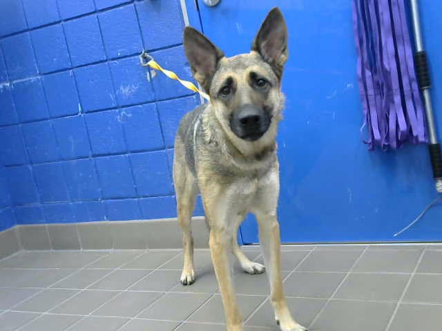 Devana - Belgian Shepherd Malinois