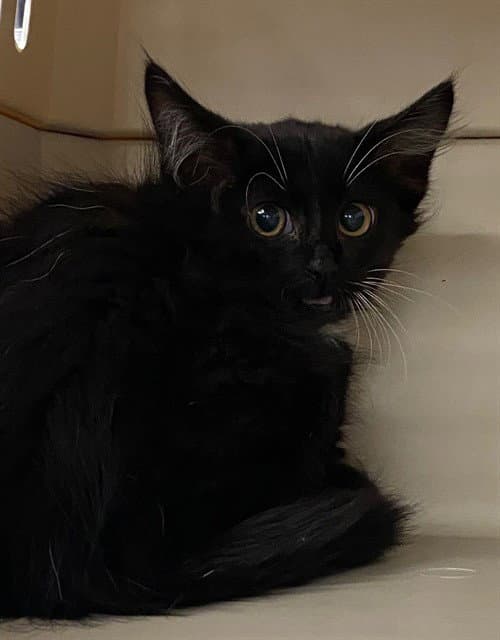 Donut - Domestic Short Hair