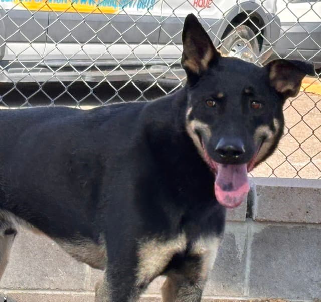 Murphy - German Shepherd Dog