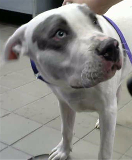 Obi Wan - American Pit Bull Terrier