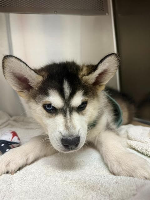 Sauce - Husky