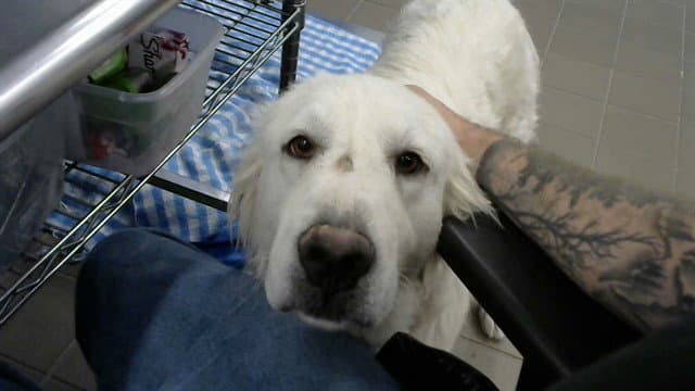 Charlotte - Great Pyrenees
