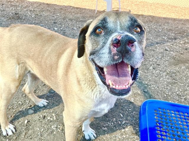 Maui - Boxer