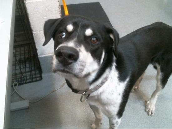 Bentley - Australian Cattle Dog/Blue Heeler