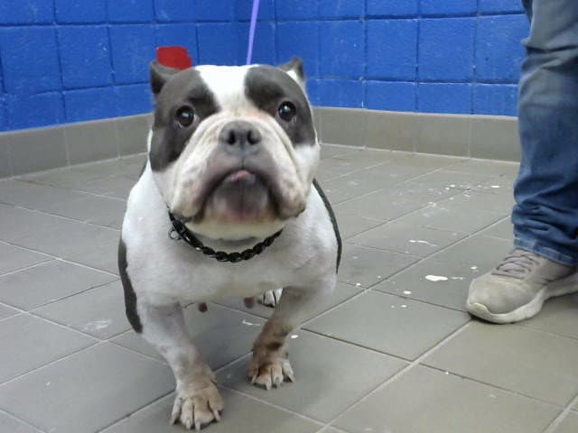 Mud Bug - Bulldog