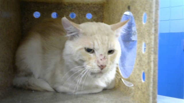 Simon - Domestic Short Hair