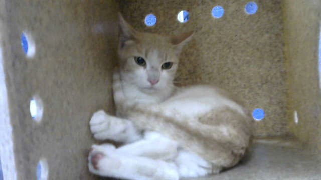 Yolk - Domestic Short Hair