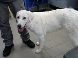 Sofi image 1