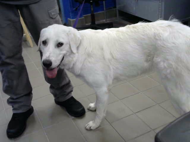 Sofi - Great Pyrenees