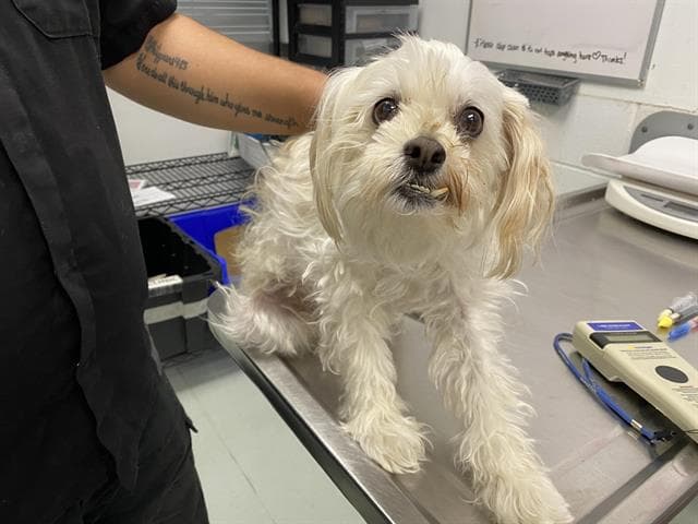 Blanca - Maltese