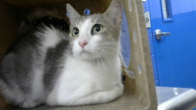 Moxie - Domestic Short Hair