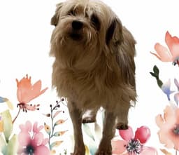 Blondy image 1
