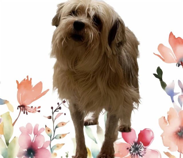 Blondy - Lhasa Apso